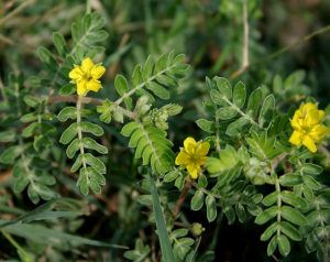 Tribulus Terrestris
