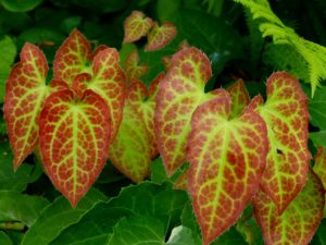 Epimedium